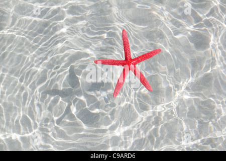 floating red starfish in white sand beach ripple water Stock Photo