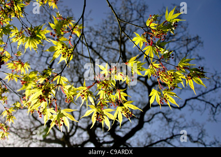 A Japanese maple or acer in Spring UK Stock Photo