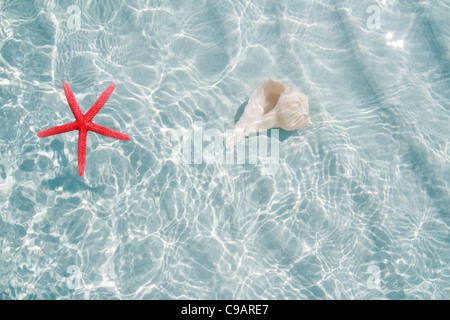 starfish and seashell in clea white sand beach ripple water Stock Photo