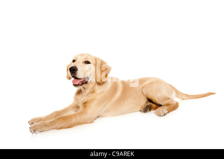 Golden retriever puppy purebred dog isolated on white Stock Photo