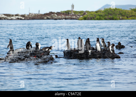 Penguings between Isabela and Las Tintoreas islands. Galapagos, Ecuador. Stock Photo