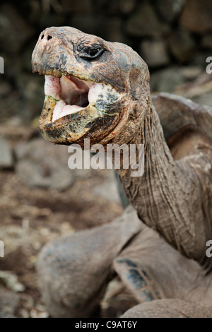 Tourist watching a giant tortoise at Charles Darwin Research Center. Santa Cruz island, Galapagos, Ecuador. Stock Photo