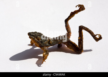 Deep Fried Frogs as sold at night market in Cambodia - An example of strange or weird Food eaten by people around the world Stock Photo