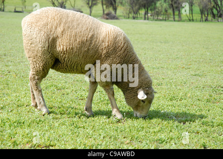 sheep grazing in a field, Avon Valley, near York, Western Australia, Australia Stock Photo