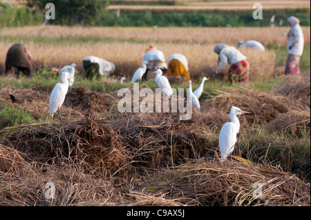 Bubulcus ibis . Cattle Egret following the rice harvest in the Indian countryside. Andhra Pradesh, India Stock Photo