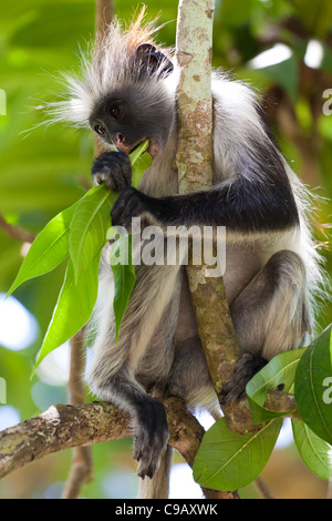 Red Colobus Monkey, Jambiani, Zanzibar Stock Photo