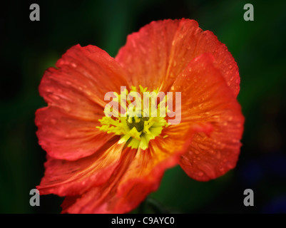 Close up of poppy flower after rain. Oregon Stock Photo