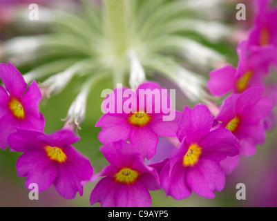 Close up of Candleabra Primrose (Primula beesiana). Oregon Stock Photo