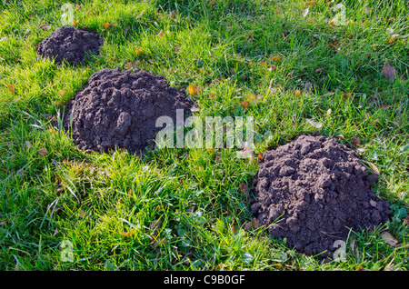 Moles dig mole-hills in meadow. Parasitic animals digging ground. Stock Photo