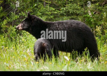 Black bear mother and her cub in long grass Stock Photo