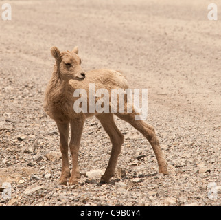 Baby BigHorn sheep standing in the road Stock Photo