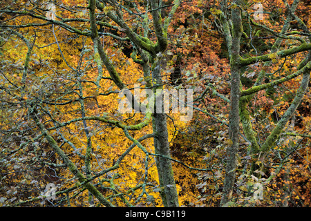 Brightly colored autumn foliage of Strid Wood along the banks of the River Wharfe in Wharfedale, Yorkshire, England Stock Photo