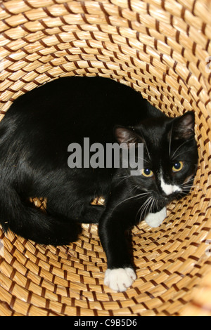 Black and white male cat white paws and nose sitting in beige wicker laundry basket. Stock Photo