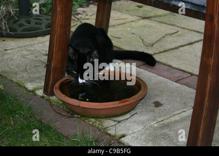 Black male cat, white nose, drinking rain water from garden flower pot base Stock Photo