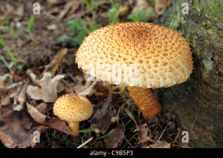 Shaggy Pholiota Squarrosa Mushrooms Stock Photo