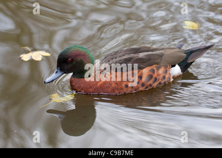 Chestnut Teal Anas castanea swimming in profile among Autumn leaves Stock Photo