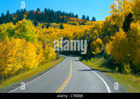 A rural highway leads through a beautiful stand of aspen trees that have turned golden yellow during autumn in Utah, USA. Stock Photo