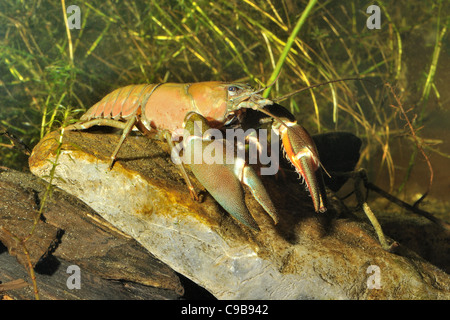 Signal crayfish - Californian crayfish - Pacific crayfish (Pacifastacus leniusculus) adult on a stone at the bottom of a pond Stock Photo