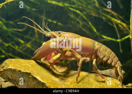 Signal crayfish - Californian crayfish - Pacific crayfish (Pacifastacus leniusculus) adult on a stone at the bottom of a pond Stock Photo