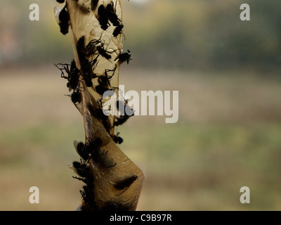 A close-up photo of dead cluster flies caught on flypaper, next to a window. Stock Photo