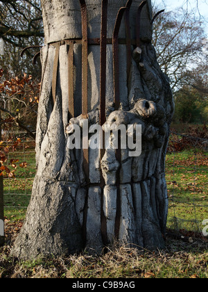 A tree that has out-grown its protective metal shield, with bark bulging through the metal struts. Stock Photo