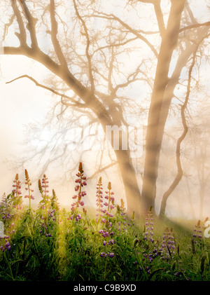 Oak tress and lupines in rain with fog. Redwood National and State Parks, California Stock Photo