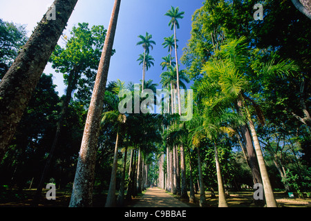 Walking Path with Palm Trees, Jardim Botanical Garden, Rio de Janeiro, Brazil
