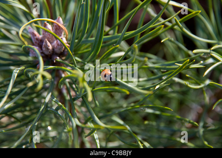 Closeup image of a Caledonian pine (Pinus sylvestris) sapling with flowers/cone and a ladybird (Coccinellid) on a leaf Stock Photo