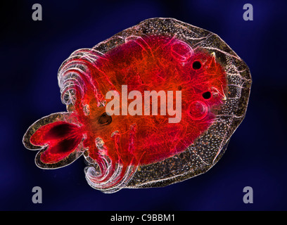 Argulus fish parasite, stained specimen, darkfield photomicrograph Stock Photo