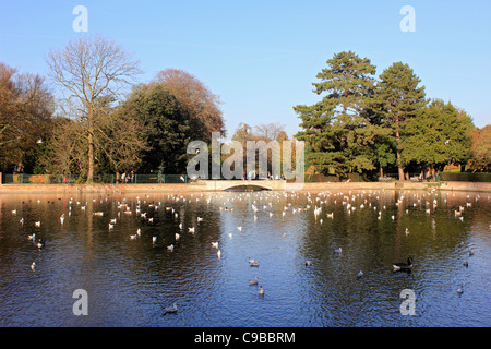 Carshalton Ponds Sutton South London England UK Stock Photo