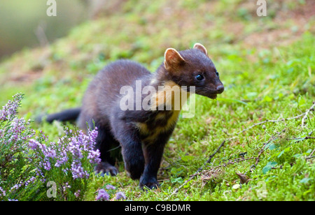 Pine marten(martes martes),Co Louth,Ireland Stock Photo