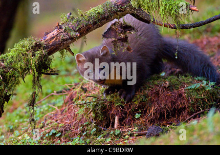 Pine marten(martes martes),Co Louth,Ireland Stock Photo