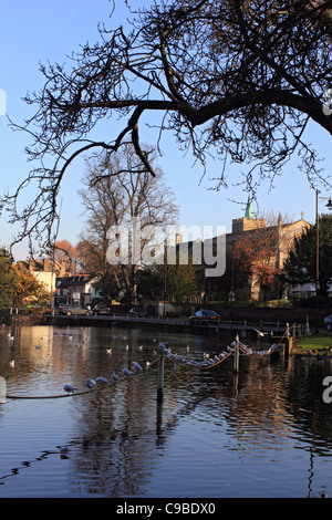 Carshalton Ponds Sutton South London England UK Stock Photo