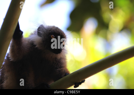 A female black lemur (Eulemur macaco, Lemuridae) scans the tropical forest canopy in Ankify, Madagascar. Stock Photo