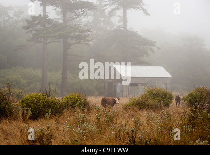 On a foggy morning cattle graze in a beautiful and scenic pasture evoking a dreamland landscape. Stock Photo
