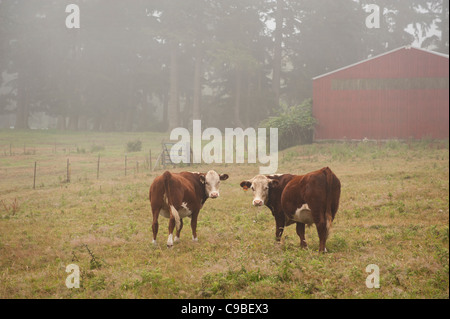 On a foggy morning cattle graze in a beautiful and scenic pasture evoking a dreamland landscape. Stock Photo