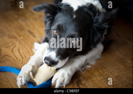 Border Collie chewing on a bone Stock Photo