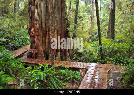 Rainforest Trail, Pacific Rim National Park, Vancouver Island, British ...