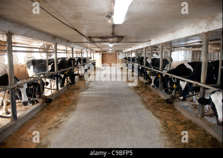 Holstein cows in stalls of a dairy farm Stock Photo