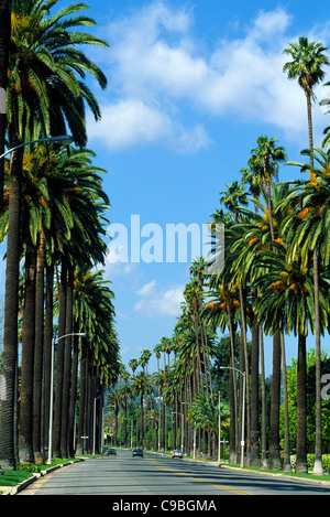 Towering palm trees line an upscale residential street in Beverly Hills in Southern California, USA. Stock Photo