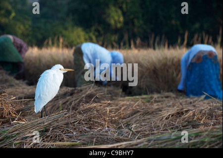 Bubulcus ibis . Cattle Egret following the rice harvest in the Indian countryside. Andhra Pradesh, India Stock Photo