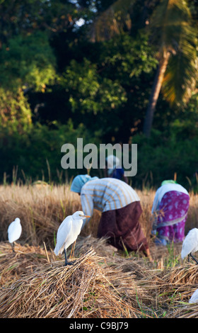 Bubulcus ibis . Cattle Egret following the rice harvest in the Indian countryside. Andhra Pradesh, India Stock Photo