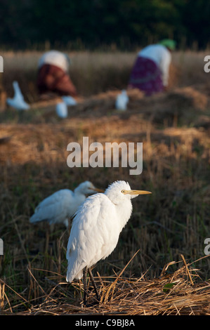 Bubulcus ibis . Cattle Egret following the rice harvest in the Indian countryside. Andhra Pradesh, India Stock Photo