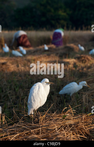 Bubulcus ibis . Cattle Egret following the rice harvest in the Indian countryside. Andhra Pradesh, India Stock Photo