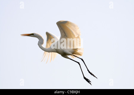 Africa, Guinea-Bissau, Great white egret flying in sky Stock Photo