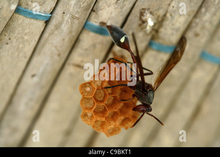 Africa, Guinea-Bissau, Wasp sitting on comb Stock Photo