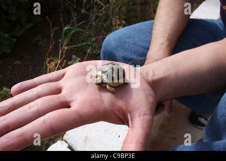 Tiny baby tortoise walking on palm of a hand. Stock Photo