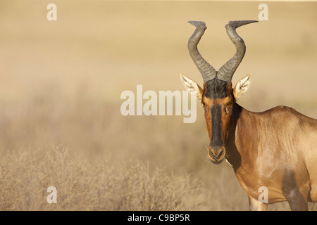 A Red Hartebeest looking at the camera, Kgalagadi Transfrontier Park, Northern Cape Province, South Africa Stock Photo