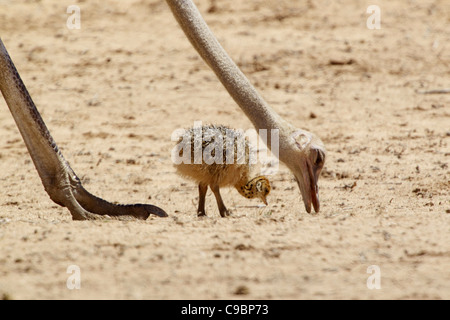 An Ostrich and its chick looking for food, Kgalagadi Transfrontier Park, Northern Cape Province, South Africa Stock Photo