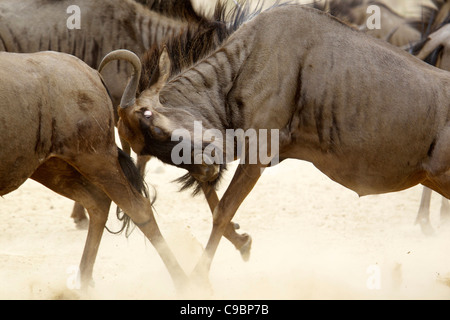 A Blue Wildebeest head butting another, Kgalagadi Transfrontier Park, Northern Cape Province, South Africa Stock Photo